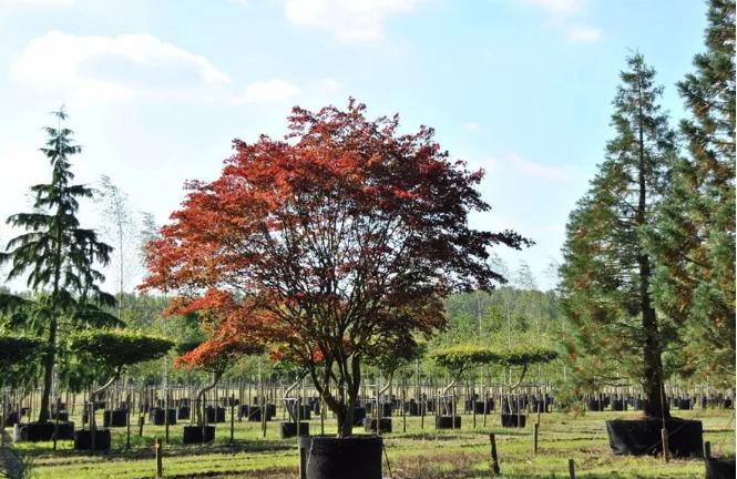 干貨 | 園林綠化種植技術(shù)17問，園林人必須掌握