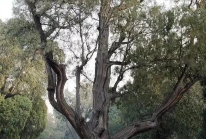 京津冀聯手發布園林綠化協同地方標準