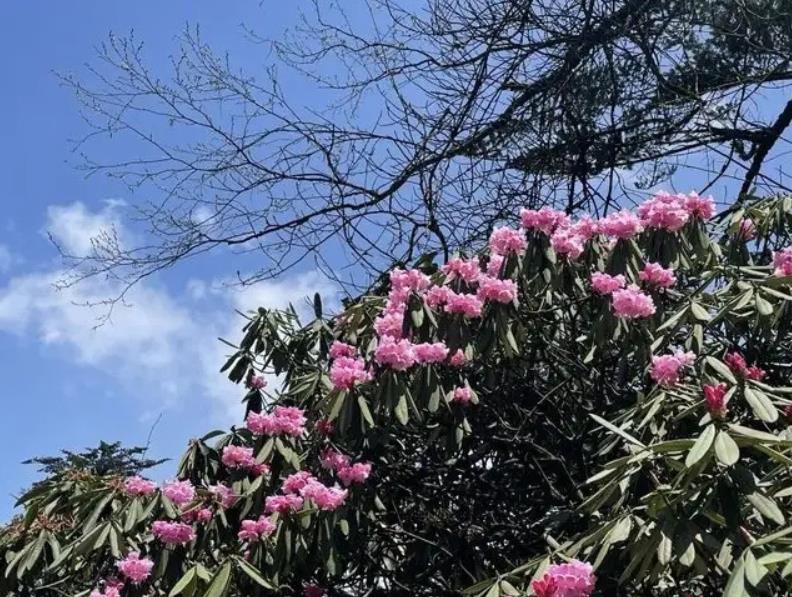 為什么說鄉土性是特色園林之魂？