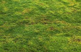 園林綠化養(yǎng)護(hù)的核心原則是什么呢？